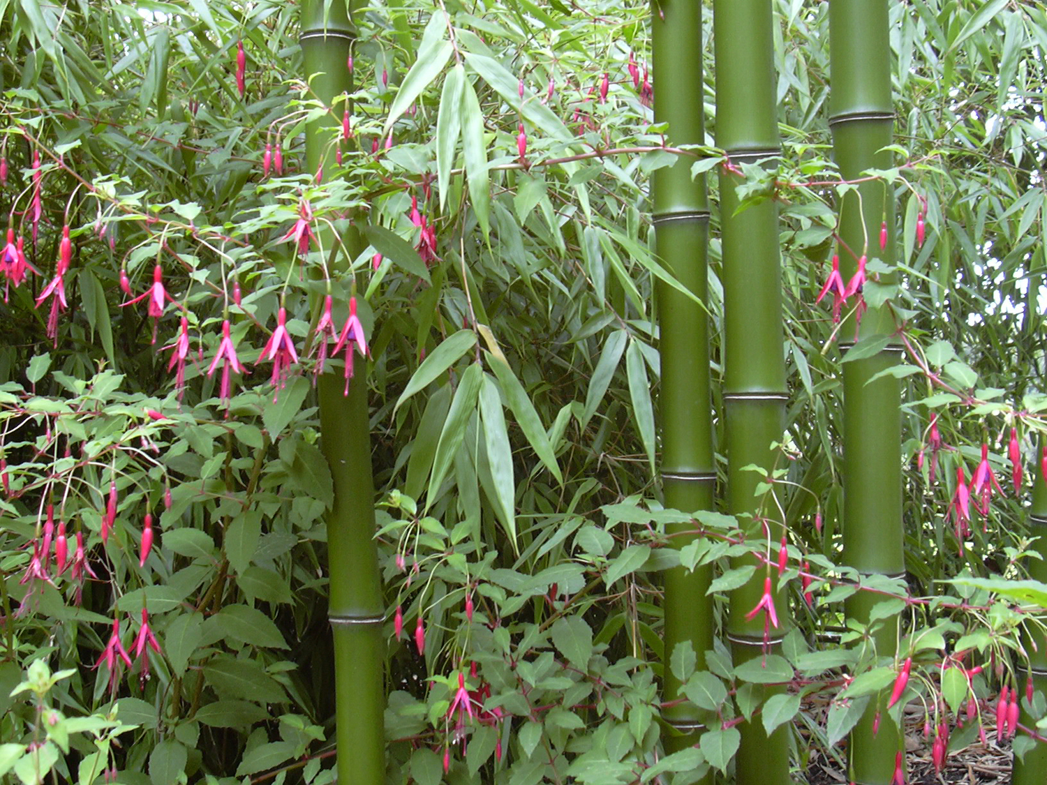 Tropische tuin De Groenbegeleider